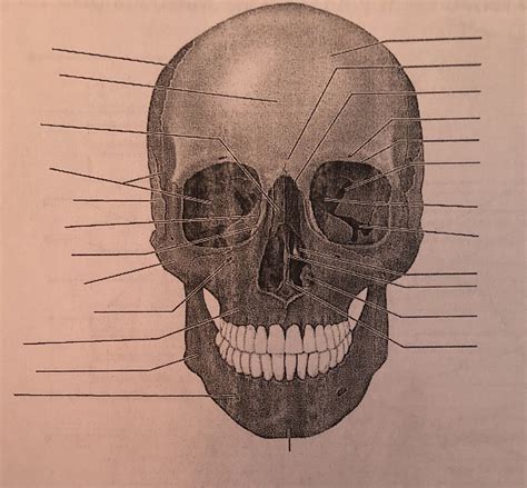 Skull Facing Forward Pt 2 Diagram Quizlet