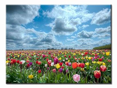 Flowers Extra Tulip Nature Spring Field Wall