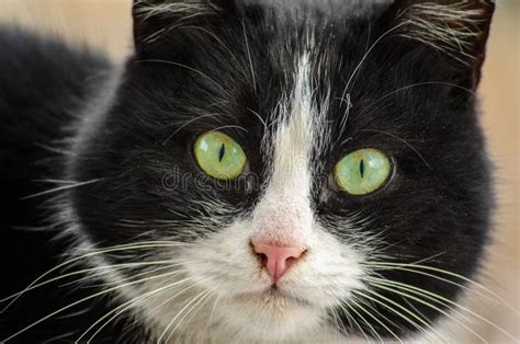 Black And White Cat With Green Eyes In Closeup Stock Photo Image Of