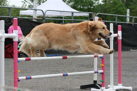 Mercer Equestrian Center Holds First Dog Agility Show