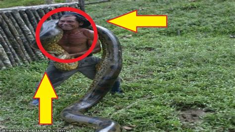 Fighting With A Very Big Snake Anaconda Vs Human Youtube