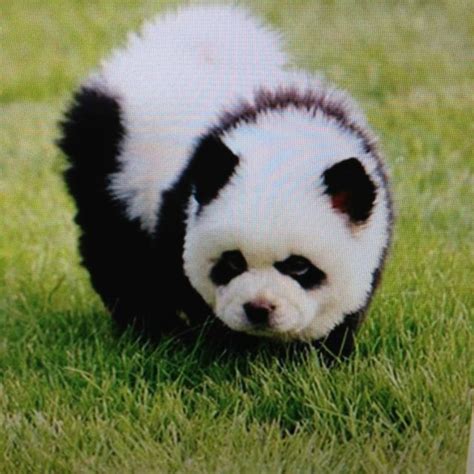 One Day I Will Own A Panda Puppy Panda Puppy Dog Cat Panda Bear