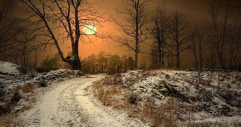 Forest Winter Scene Landscape Digital Photo Print Etsy In 2020