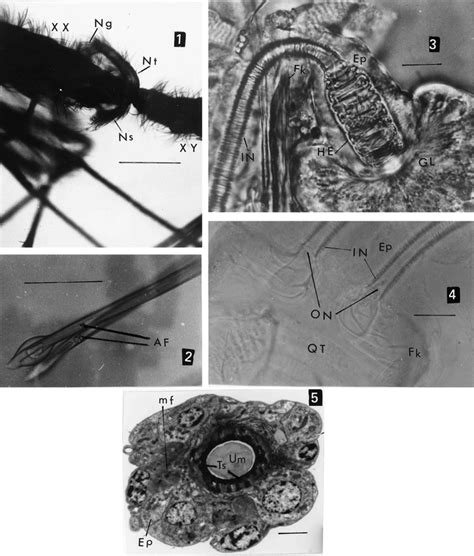 Coadaptation Of Male Aedeagal Filaments And Female Spermathecal Ducts Of The Old World