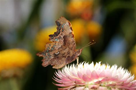Schmetterling Papillon Falter Papillon C Falter Flickr