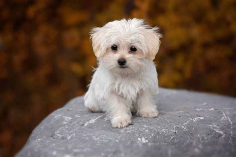 Download Maltese Puppy Pictures 1800 X 1201