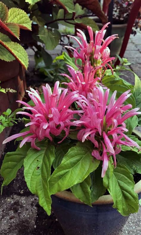 I Love Justicia Carnea Aka Brazilian Plume Flower