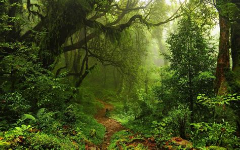 Rainforest 4k Wallpapers Top Free Rainforest 4k Backgrounds