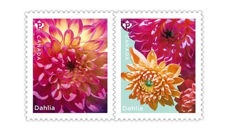 Dahlias Bloom On Canadas Spring Flowers Stamps