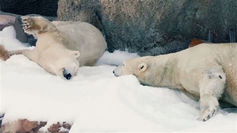San Diego Zoos Polar Bears Frolic In The Snow Abc7 Los Angeles