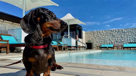 The Ten Best Dog-Friendly Hotels in Sydney for 2023