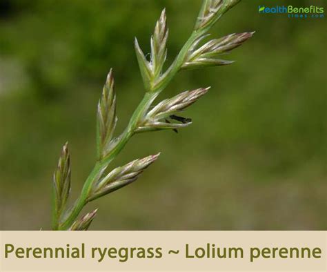 Perennial Ryegrass Facts And Health Benefits