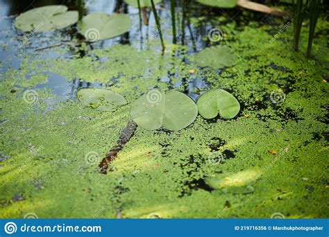 Water Lily Plants On The Lake Swamp With Water Lilies Stock Photo