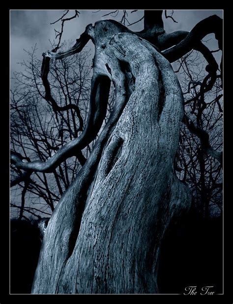 Gothic Tree Photo Arbre Arbre Photographie étonnante