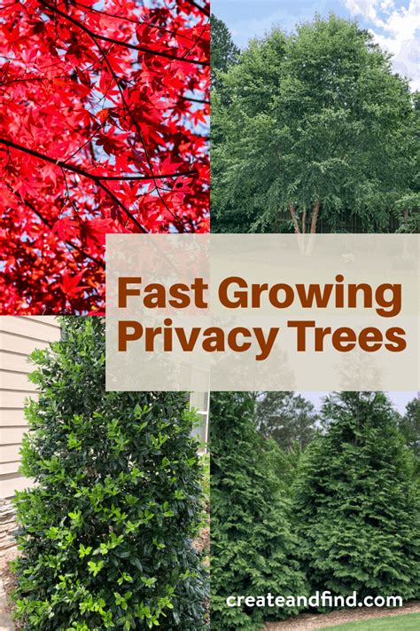 These fast growing trees are fantastic for bringing a touch of the mediterranean to your garden or driveway. Fast Growing Privacy Trees | Privacy trees, Best shade ...