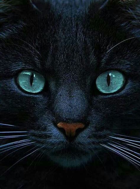 Blue Eyed Black Cat Catsblack Pinterest