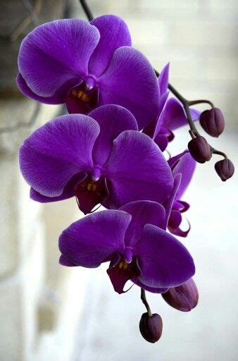 Purple Orchids Flowers Orquídeas Orquidea Sementes De Flores