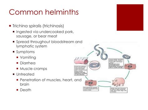 Ppt Helminth Infections Powerpoint Presentation Free Download Id