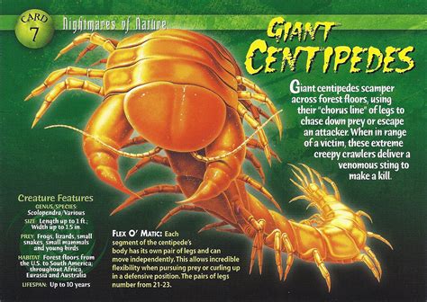 Giant Centipede Weird N Wild Creatures Wiki Fandom Powered By Wikia