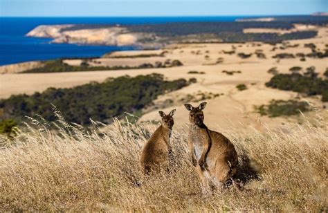 Useful Kangaroo Island Information Know Before You Go