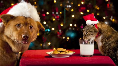Pet Safety Holiday Foods Are Off Limits For Your Pet