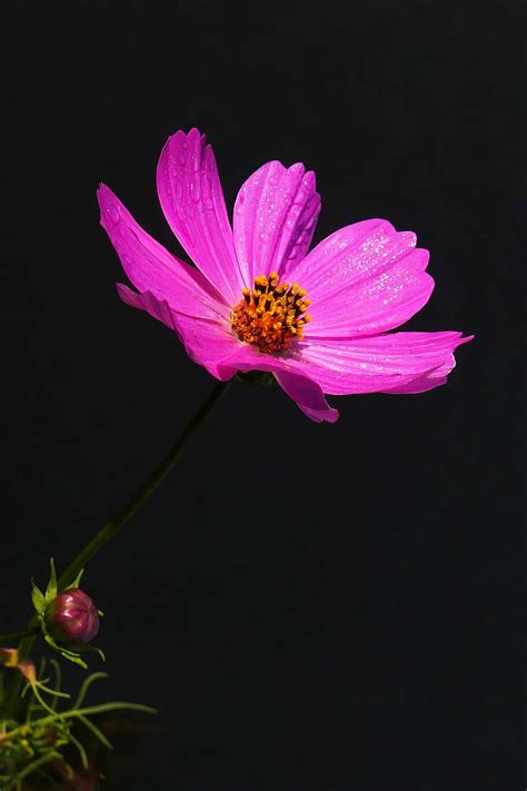 Hd Wallpaper Cosmos Flower On Dark Background Cosmos Plant Pink