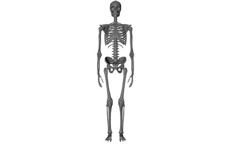 Skelet 3d Models Download 3d Skelet Available Formats C4d Max Obj
