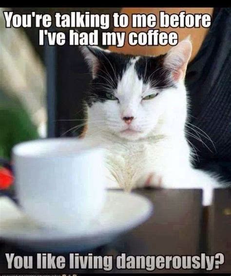 Image Result For Sassy Cat Meme Coffee Humor Cat Coffee Funny Cat Memes