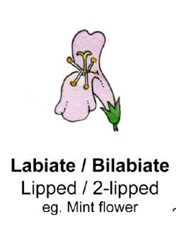 Flower Shapes Terminology Lizzie Harper