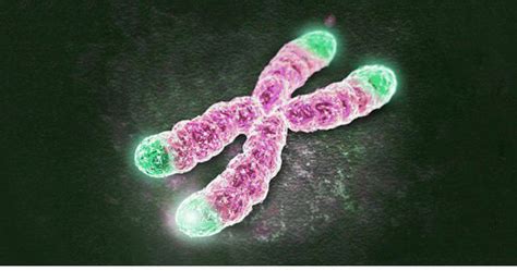 Chromosomes Medizzy