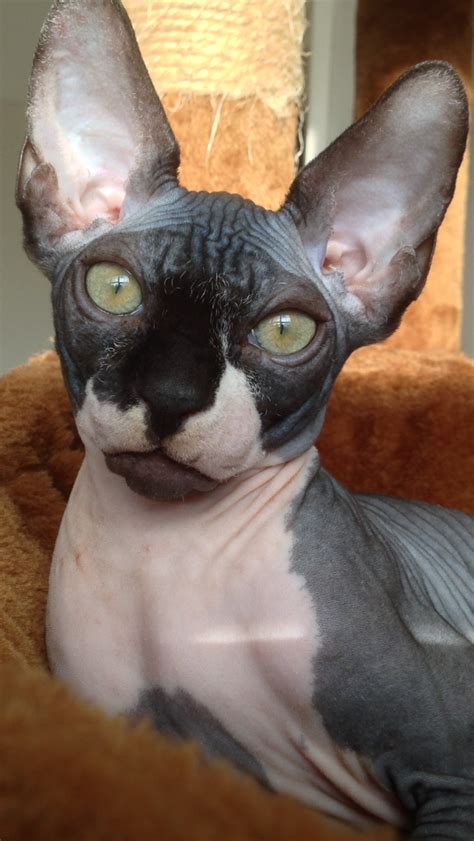 We have breeder/show quality and occasionally pet quality felines. Breeders « The Sphynx Cat Club