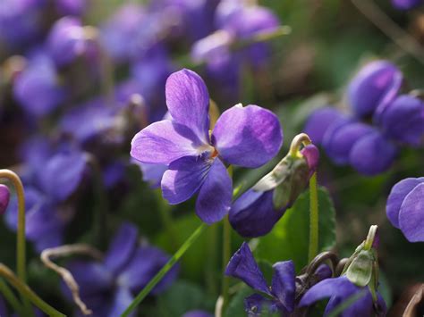Free Images Nature Forest Blossom Flower Purple Petal Bloom