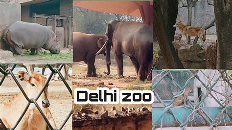 Delhi Zoo 🇮🇳 ️ Zoological Park Youtube