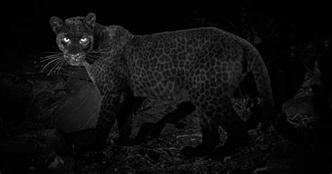 For The First Time In 100 Years A Rare Black Leopard Has Been Spotted