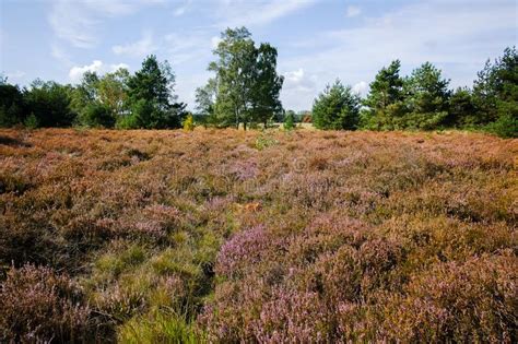 Heather Moorland In Kempen Forests North Brabant The Netherlan Stock