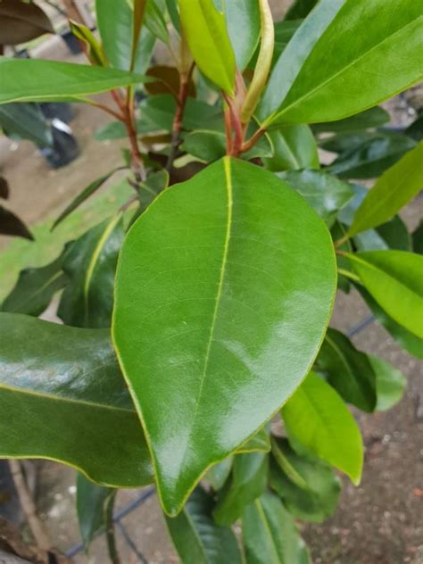 I ordered 3 little gem trees from an online nursery. Magnolia 'Little Gem' | Little Big Tree Company ...