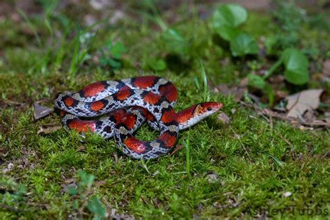 Northern Scarlet Snake A Guide To Snakes Of Southeast Texas · Inaturalist