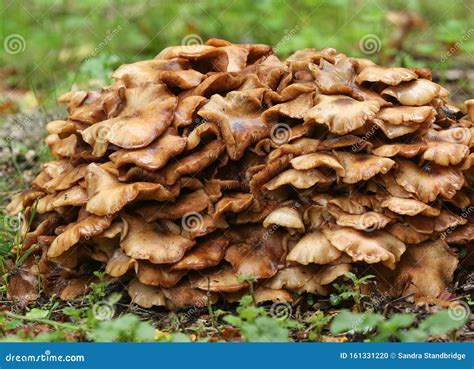 Honey Fungus Growing From A Decaying Tree Stump In A Field In The Uk