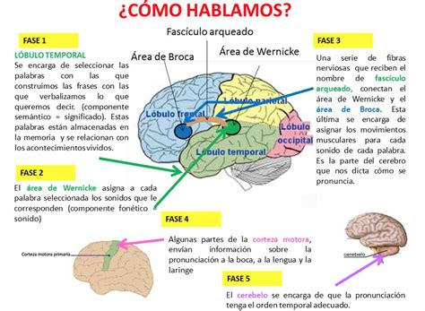 Aprendizaje Del Lenguaje En El Cerebro Psicorevista