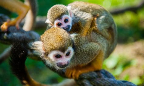 What Does A Baby Squirrel Monkeys Eat Peepsburgh