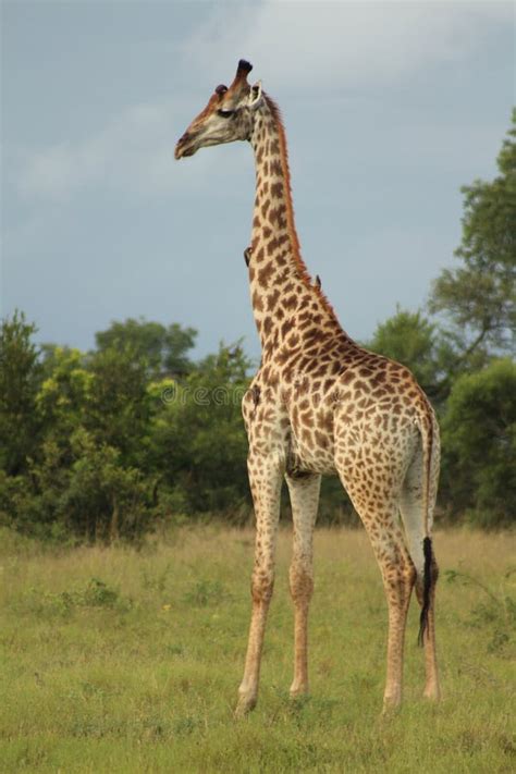 Fauna Selvatica Africana Giraffa Il Parco Nazionale Di Kruger