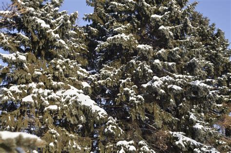 Snow Covered Evergreen Trees Clippix Etc Educational Photos For