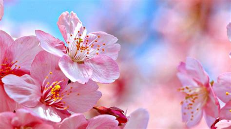 Cherry Blossoms Blooming Scent Spring Tree Fragrance Beautiful