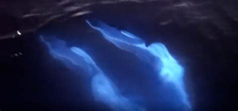 Video Of Glowing Dolphins Swimming Near Southern California Coastline