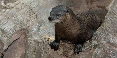North American River Otter Smithsonians National Zoo And