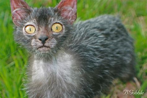 Rise Of The Werewolf Cats A New Breed Is Born Featured Creature