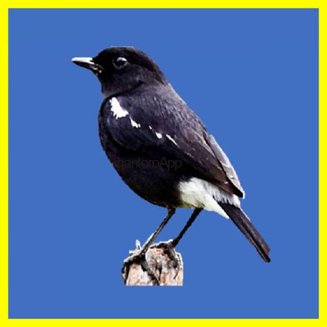 Burung decu jantan memiliki ciri bulu berwarna gelap (hitam) dengan beberapa bagian putih terutama di sayap dan di bawah ekor. Ciri Ciri Burung Decu Kembang Jantan