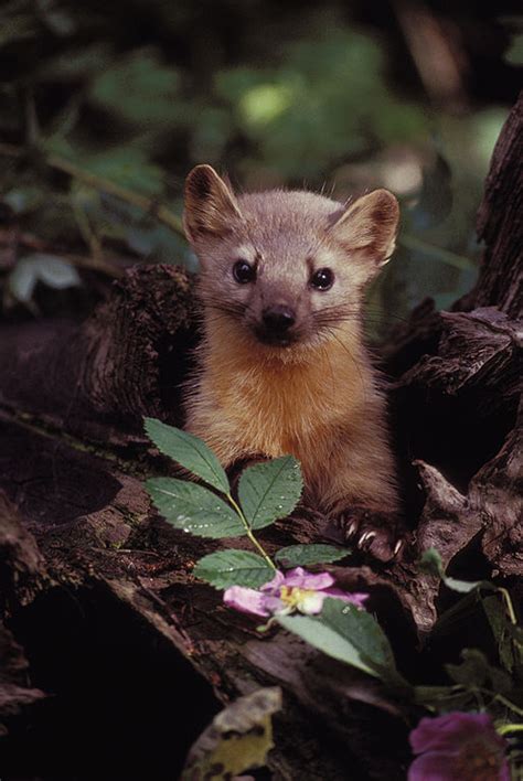 American Marten Coniferous Forest