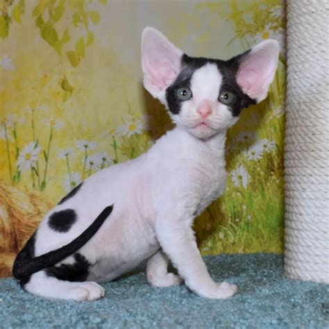 Stella Devon Rex Kittens For Sale