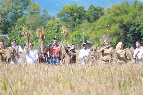 Panen Padi Ip Dengan Aplikasi Biosaka Sukses Produktivitas Petani